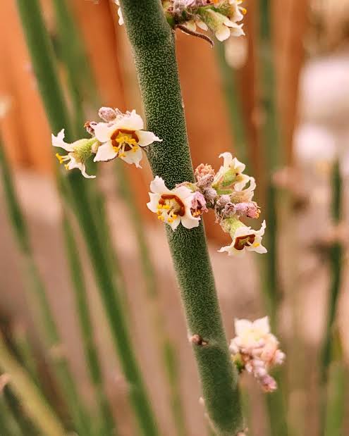 Candelilla