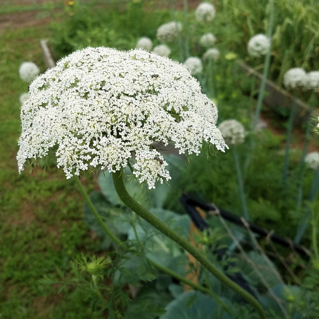 Carrot Seed