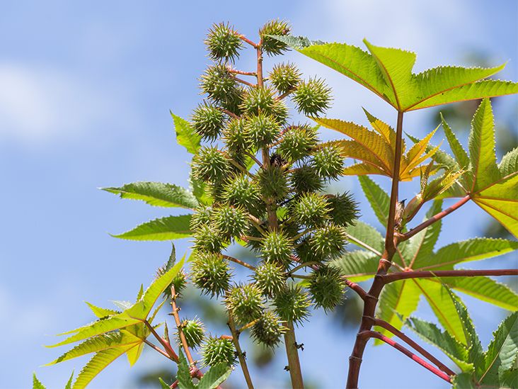 Castor Oil