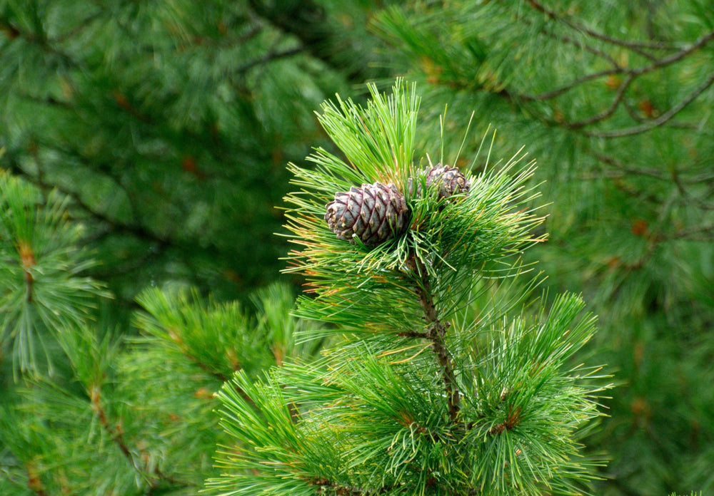 Cedarwood Oil
