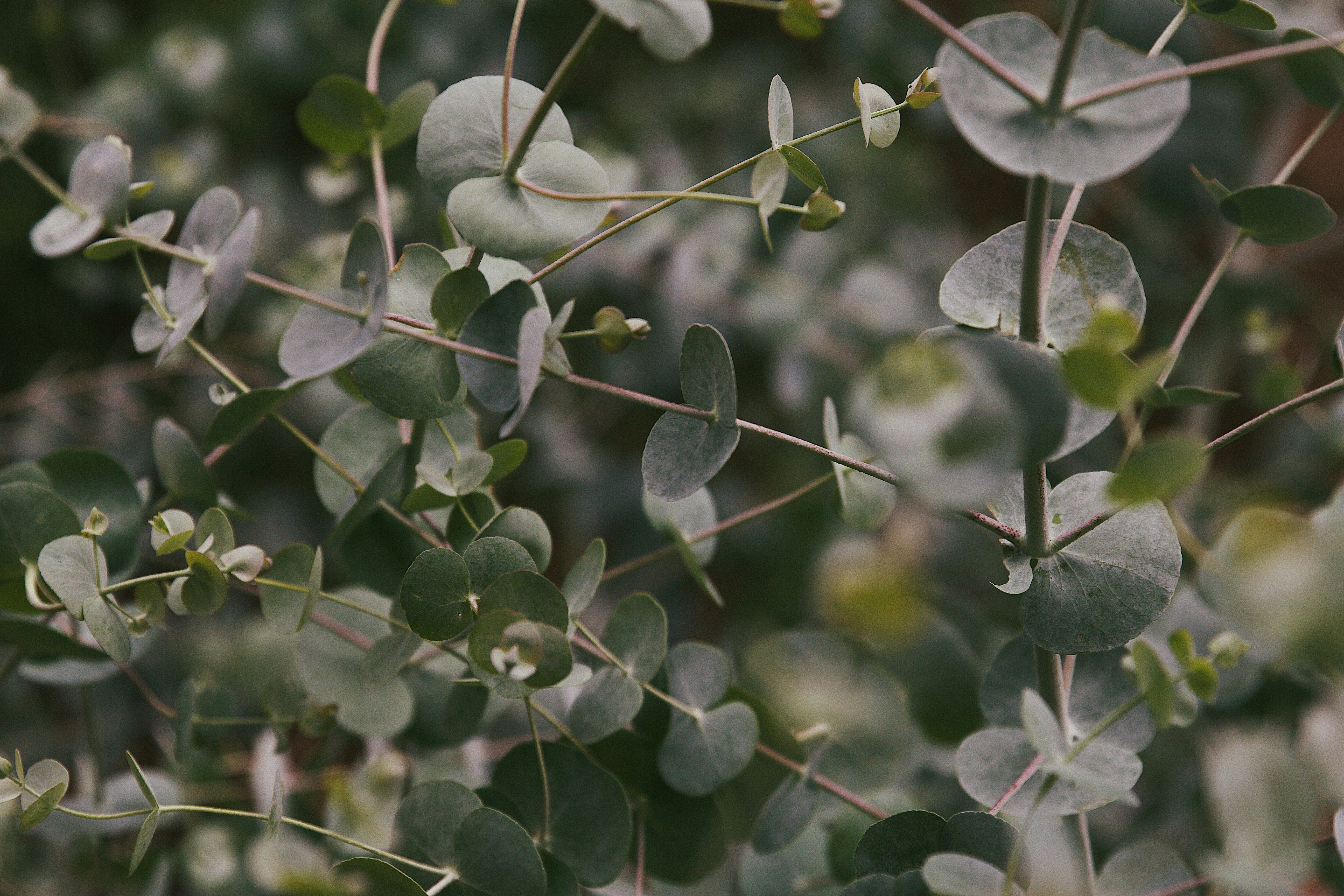 Eucalyptus