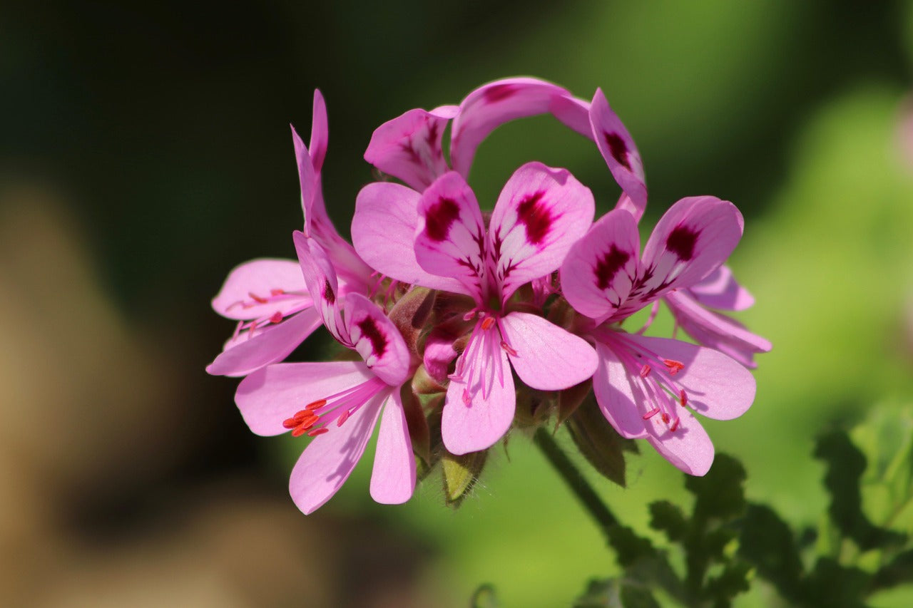 Geranium
