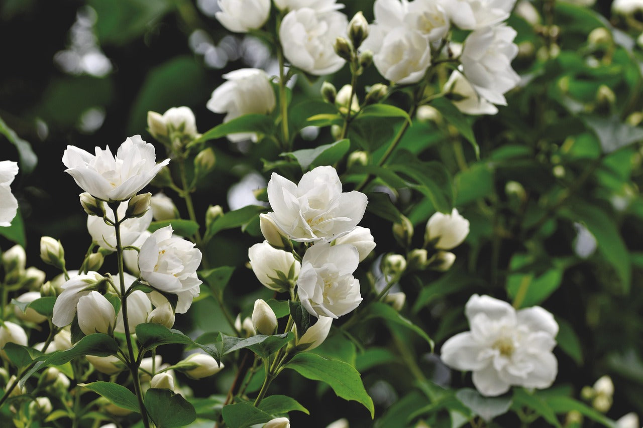 Jasmine