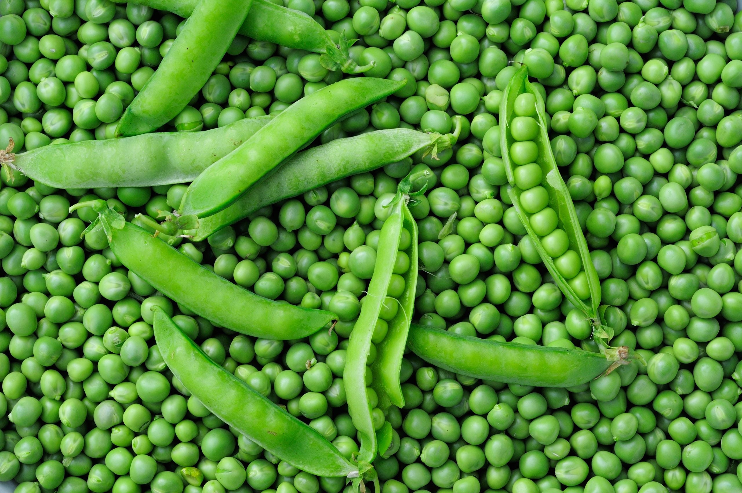 Pea Protein
