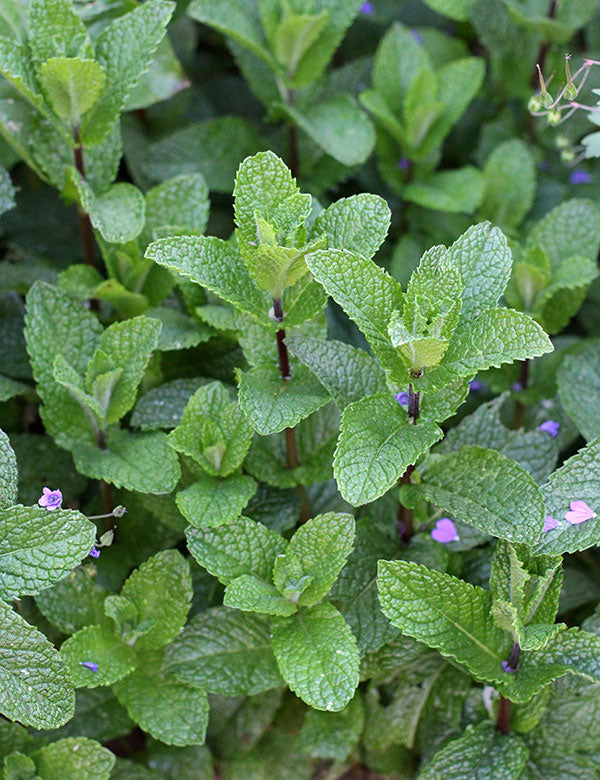 Spearmint