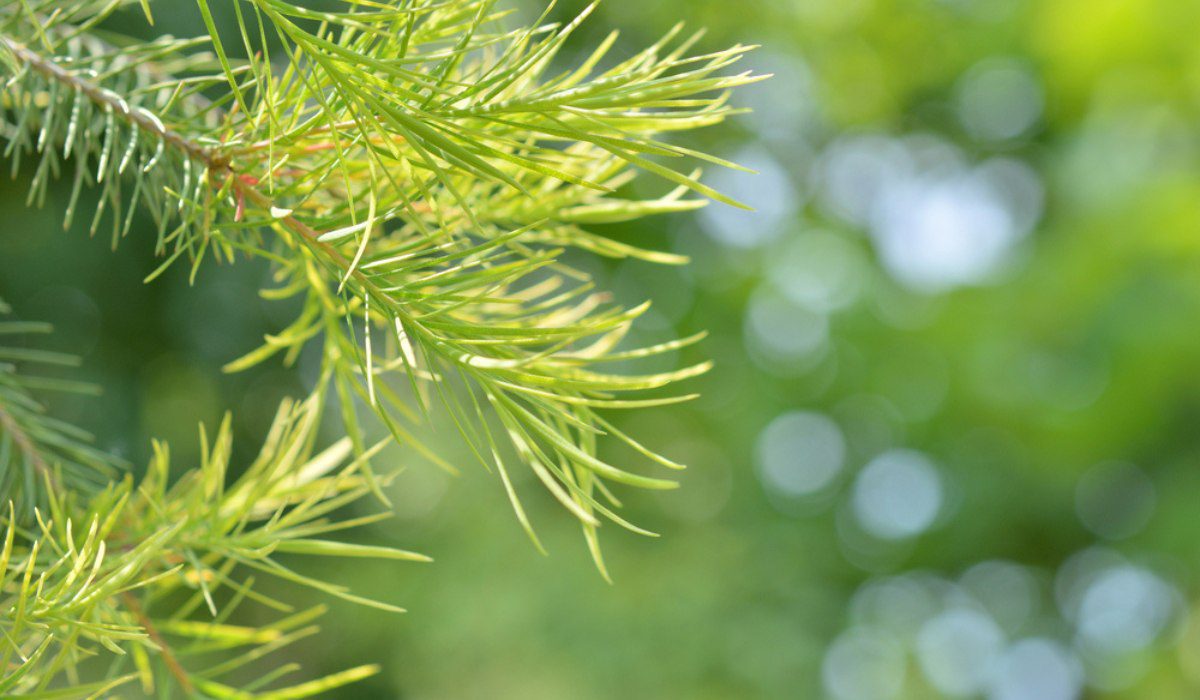 Tea Tree