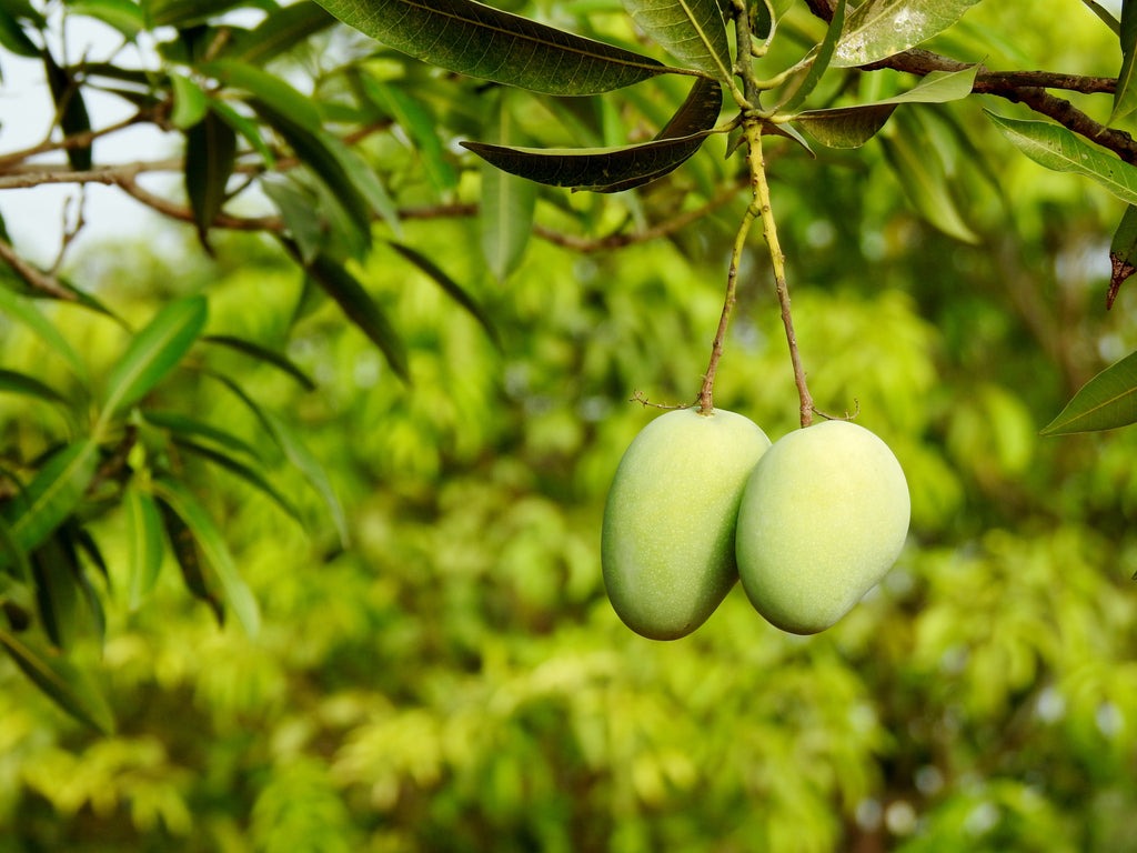 Mango Butter
