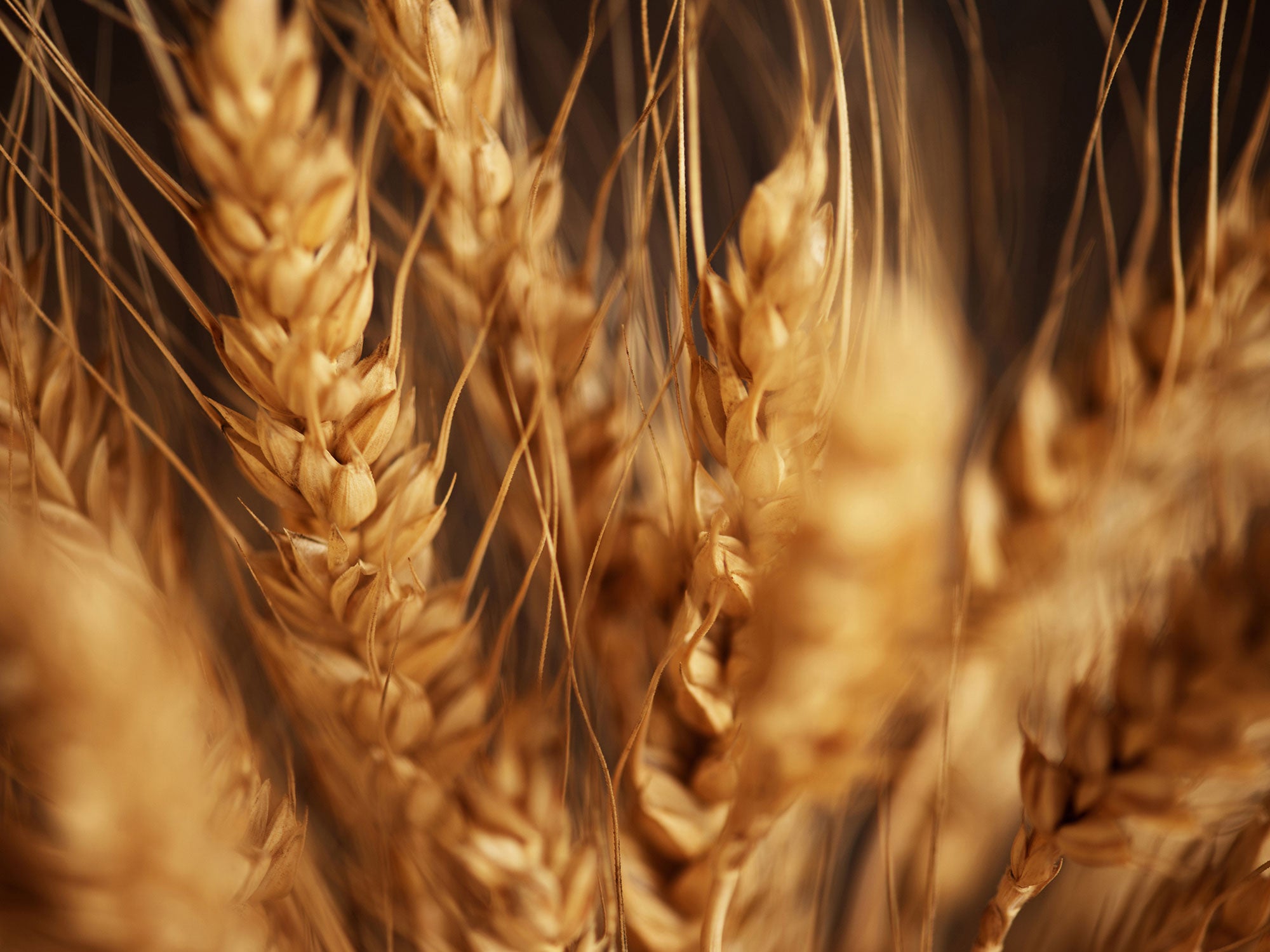 Wheat Germ