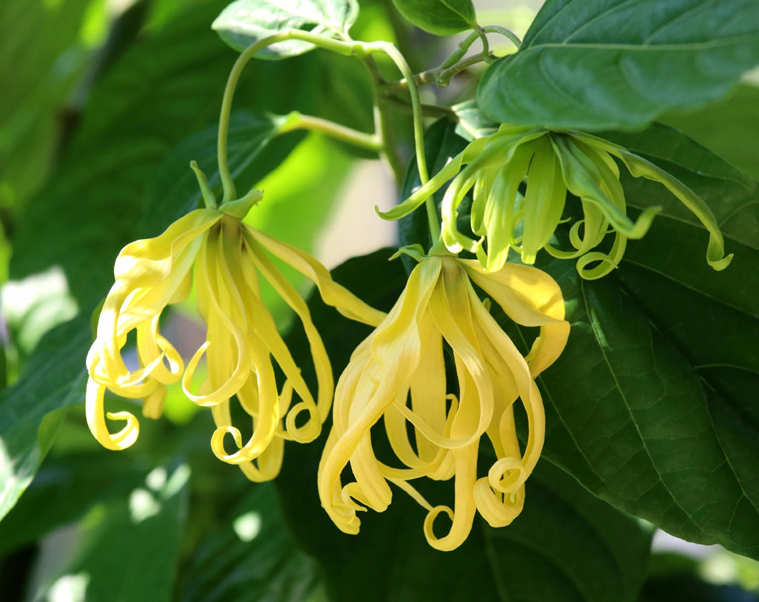 Ylang Ylang Oil 
